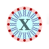 LipidXplorer